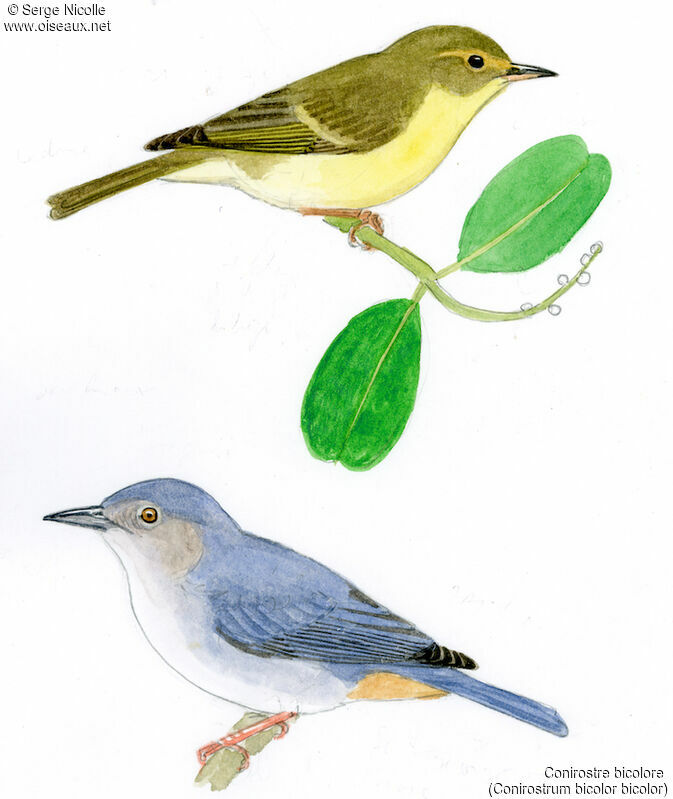 Bicolored Conebill , identification