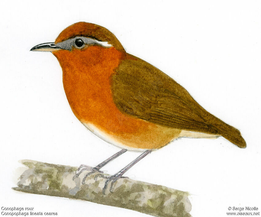 Rufous Gnateater