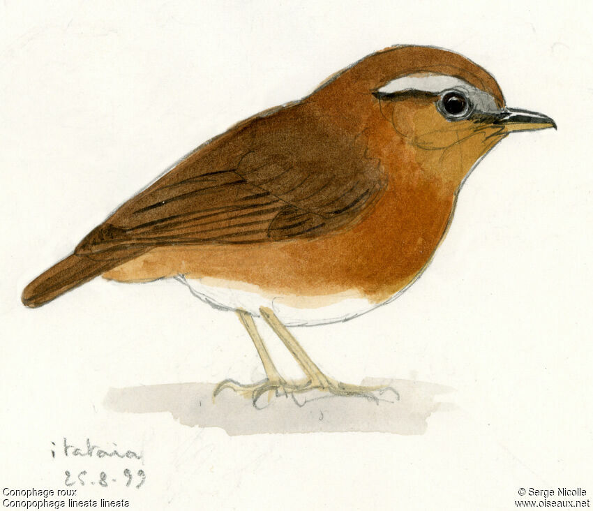 Rufous Gnateater