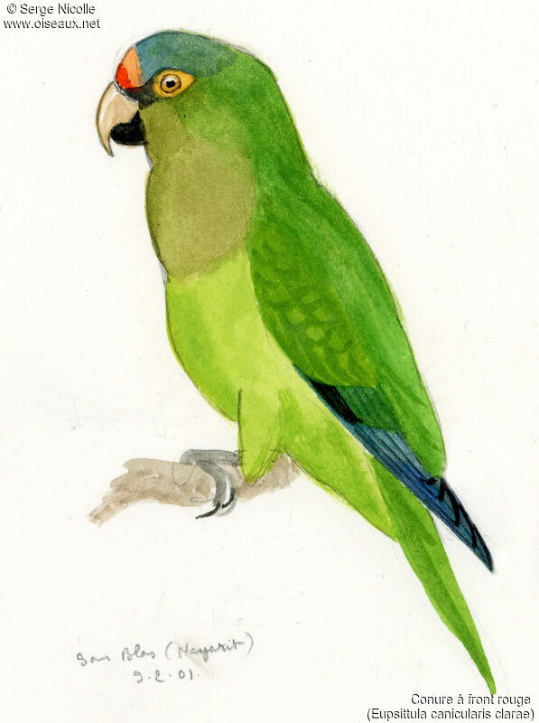 Orange-fronted Parakeet, identification