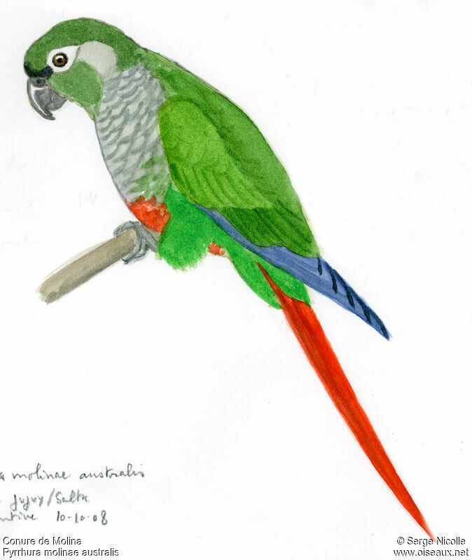 Conure de Molina, identification