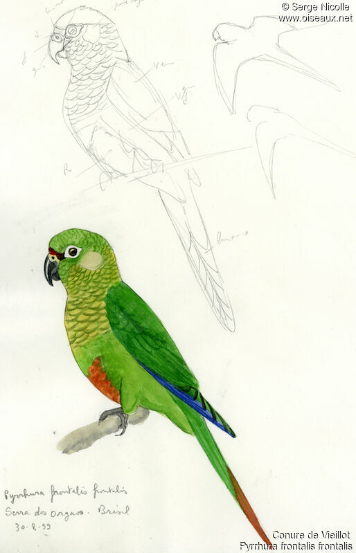 Conure de Vieillot, identification