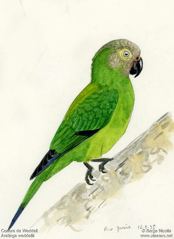 Conure de Weddell, identification