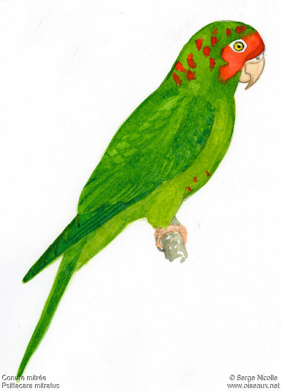 Conure mitrée, identification