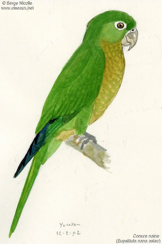 Olive-throated Parakeet, identification