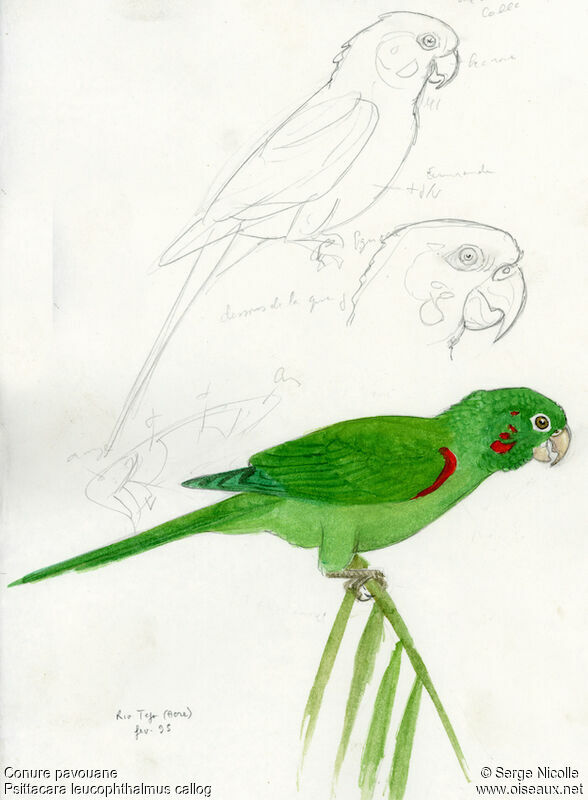 White-eyed Parakeet, identification