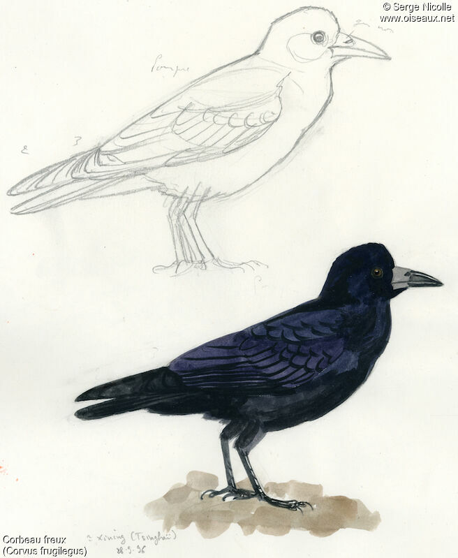 Rook, identification