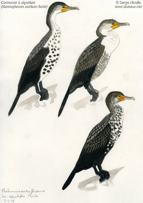 Double-crested Cormorantimmature, identification