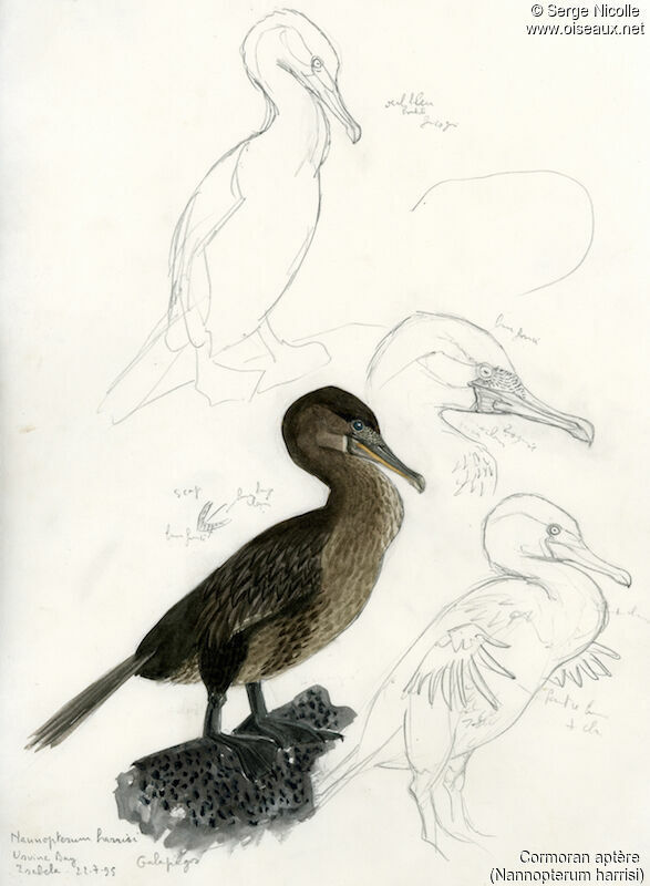 Cormoran aptère, identification