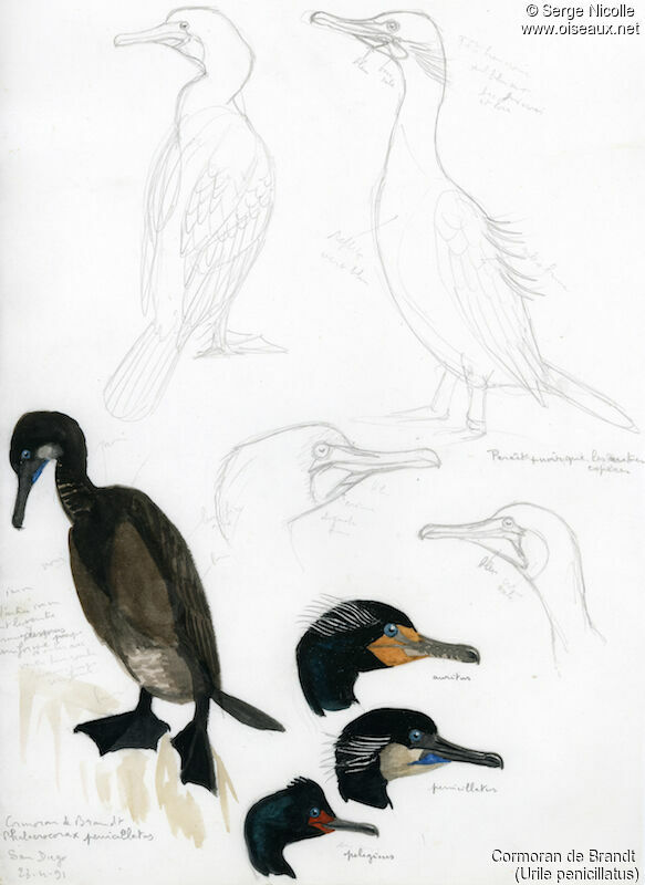 Cormoran de Brandt, identification