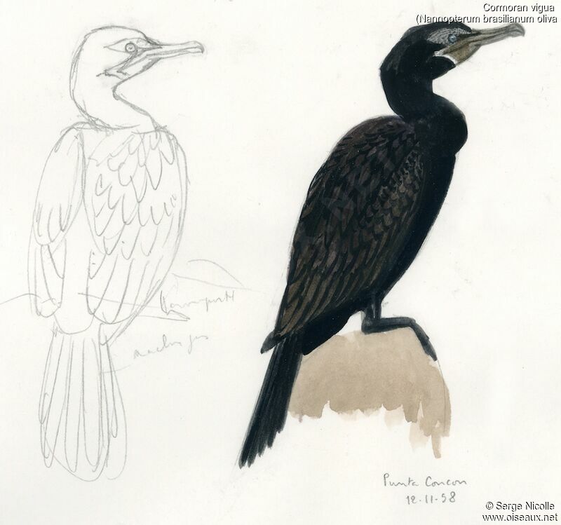 Cormoran vigua, identification