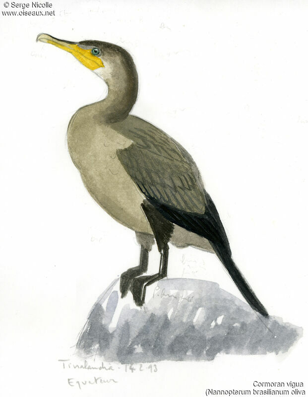 Cormoran vigua, identification