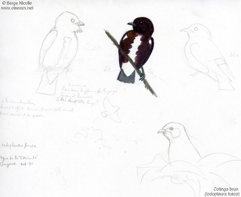 Cotinga brun, identification