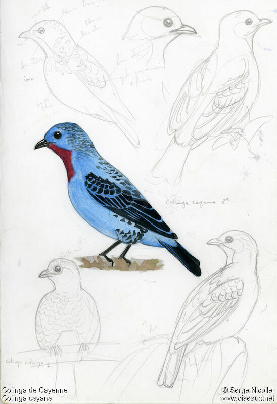 Cotinga de Cayenne mâle, identification