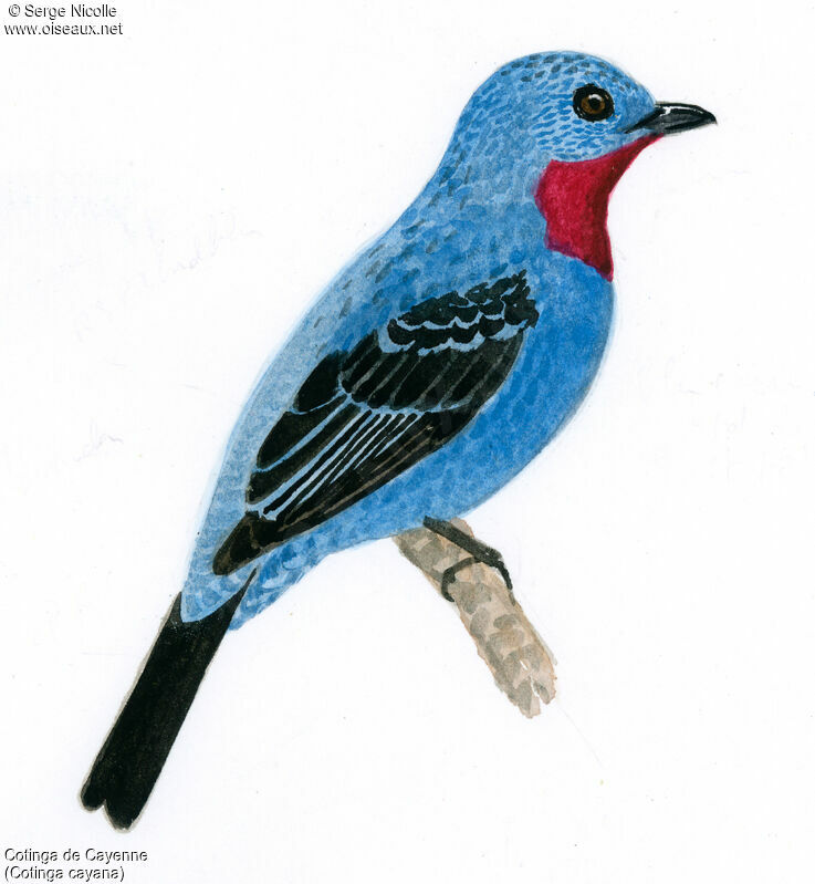 Spangled Cotinga male, identification