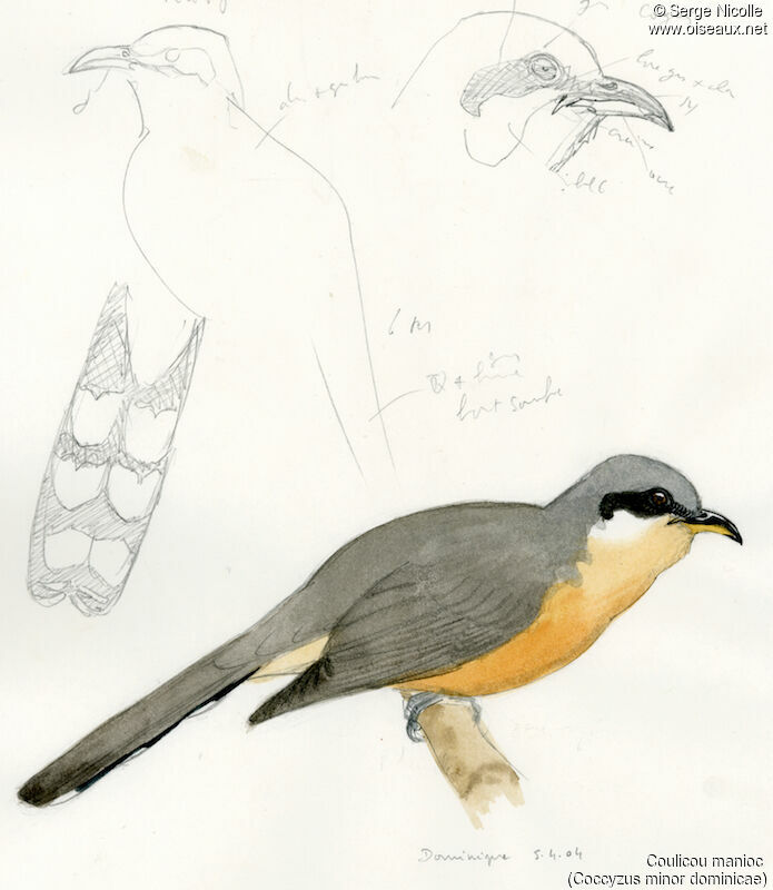 Mangrove Cuckoo, identification