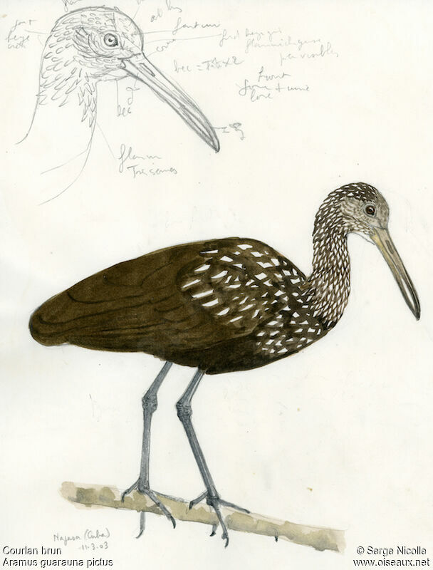 Limpkin, identification