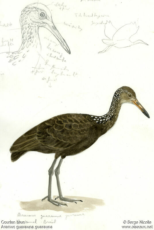 Limpkin, identification