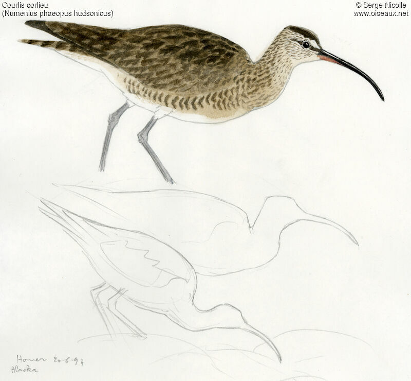 Eurasian Whimbrel, identification