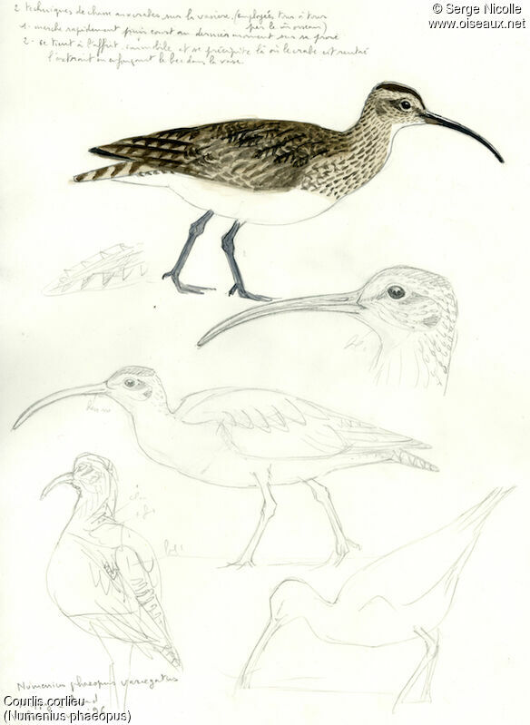 Eurasian Whimbrel, identification