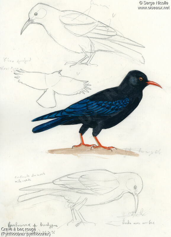 Red-billed Chough, identification