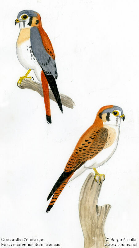 American Kestrel , identification