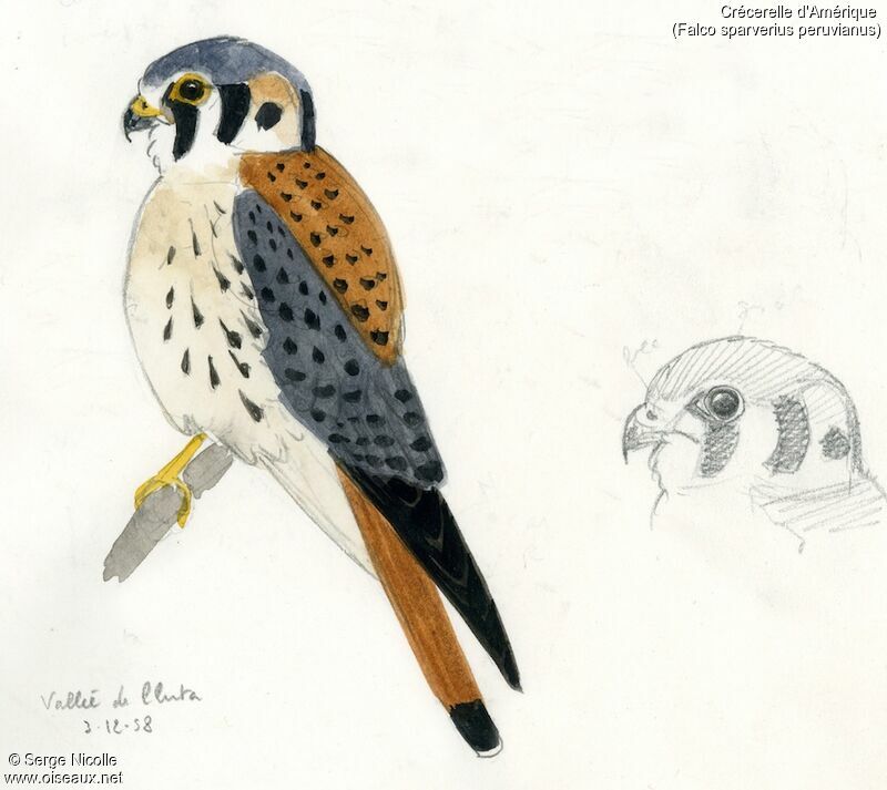 American Kestrel, identification