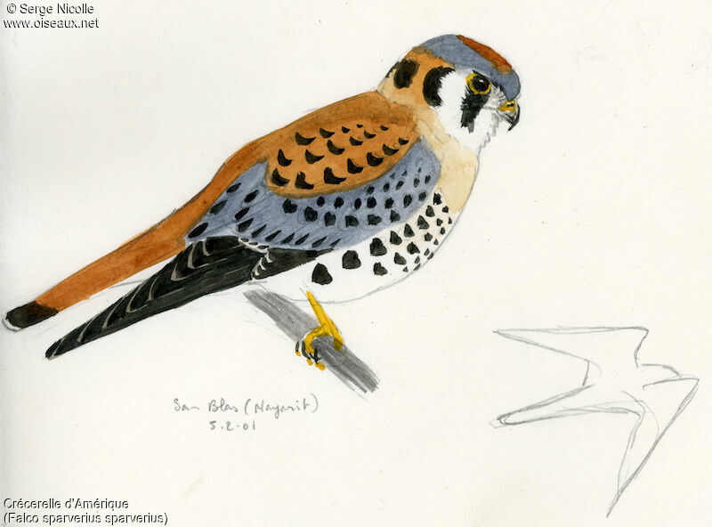 American Kestrel male, identification