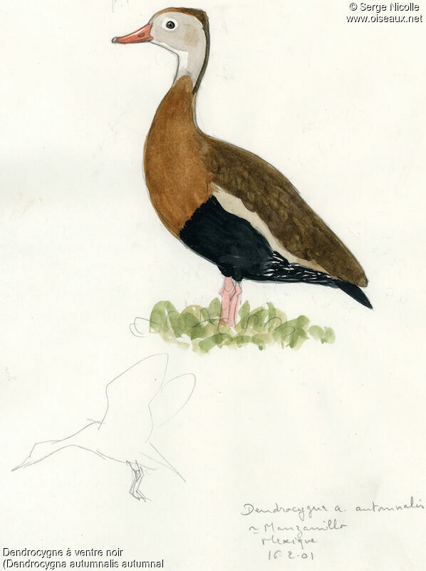 Black-bellied Whistling Duck, identification