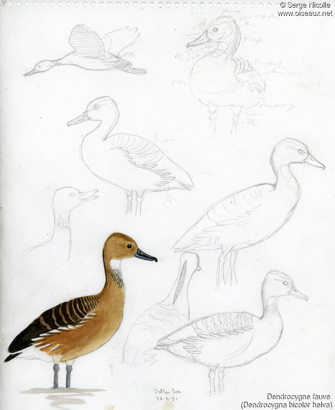 Dendrocygne fauve, identification