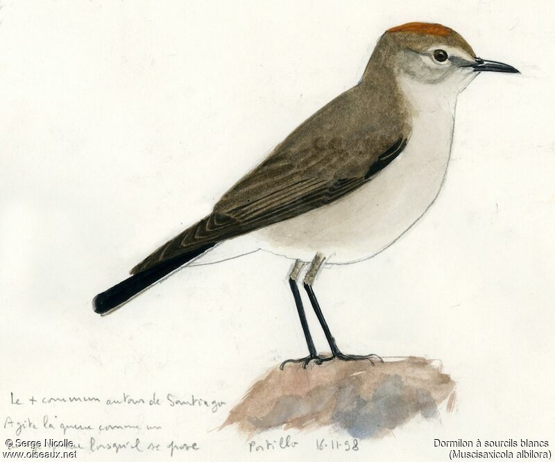 White-browed Ground Tyrant, identification