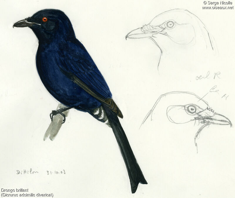 Drongo brillant, identification