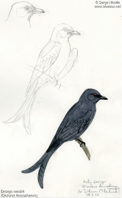 Ashy Drongo, identification