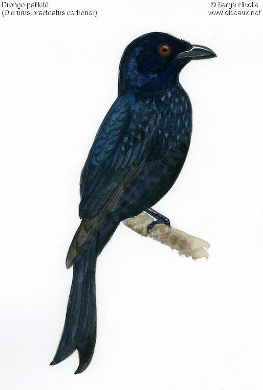 Spangled Drongo, identification