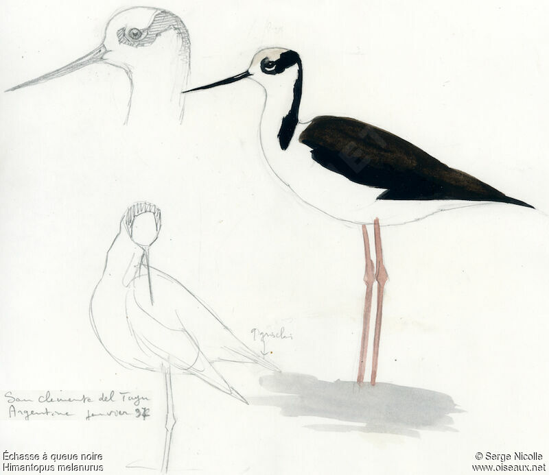 White-backed Stilt, identification