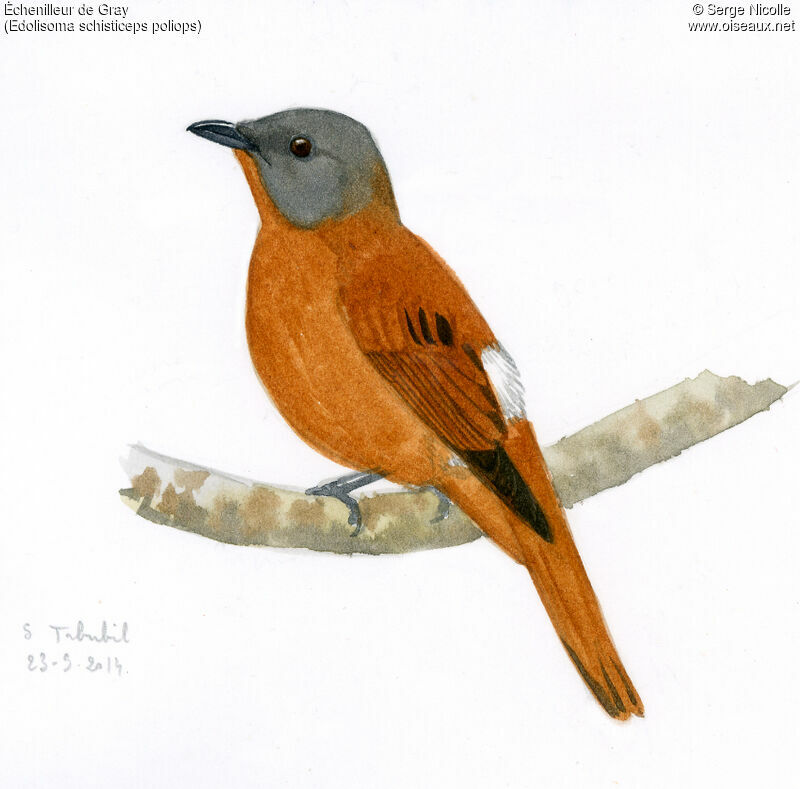 Grey-headed Cuckooshrike, identification