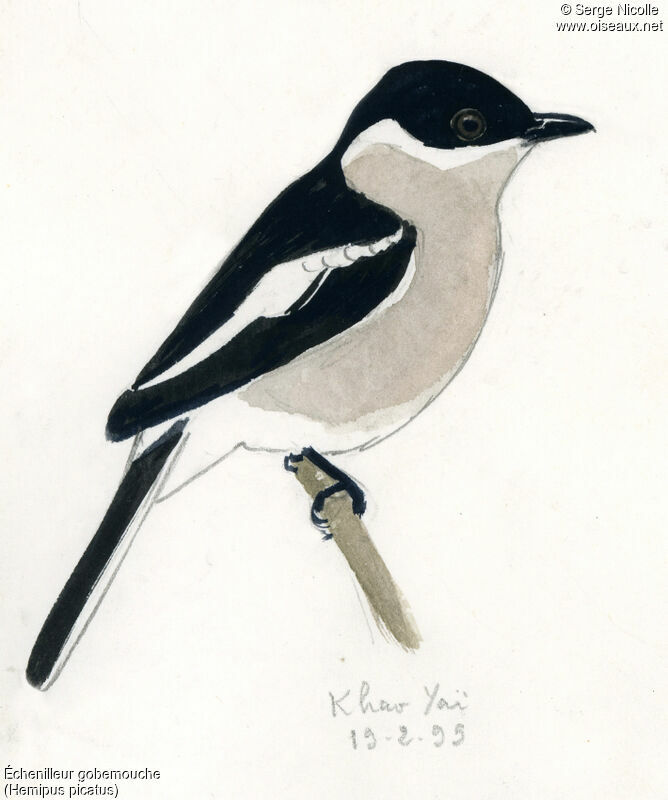 Bar-winged Flycatcher-shrike, identification