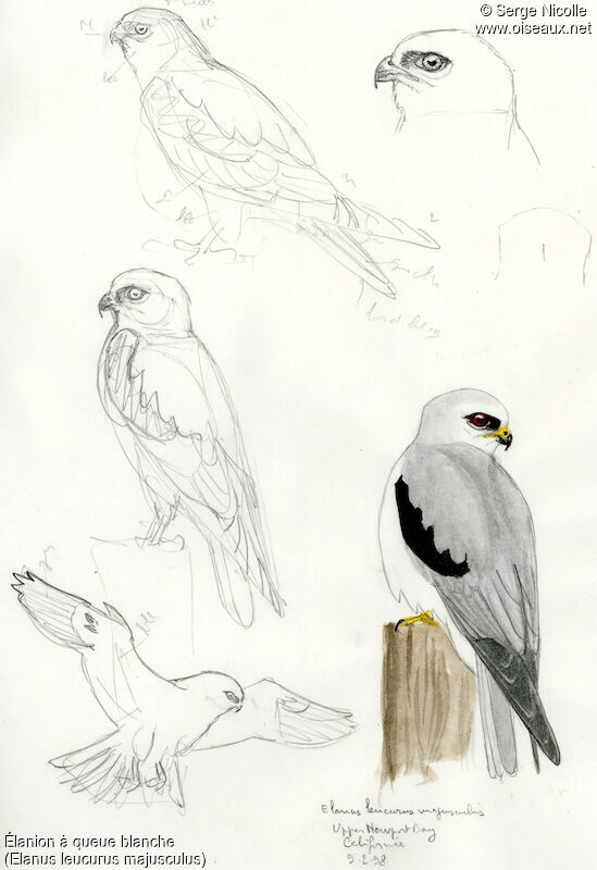 White-tailed Kite, identification