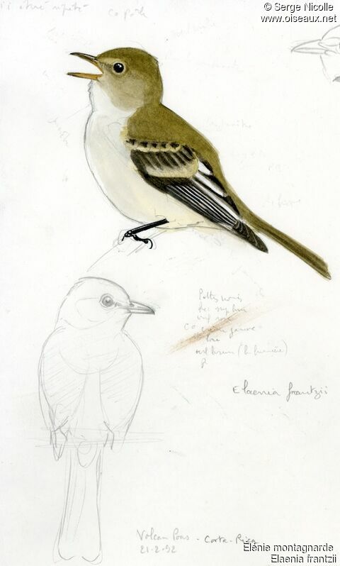 Mountain Elaenia, identification