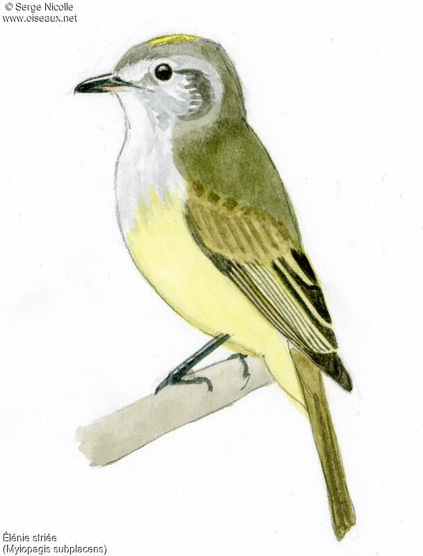 Élénie striée, identification