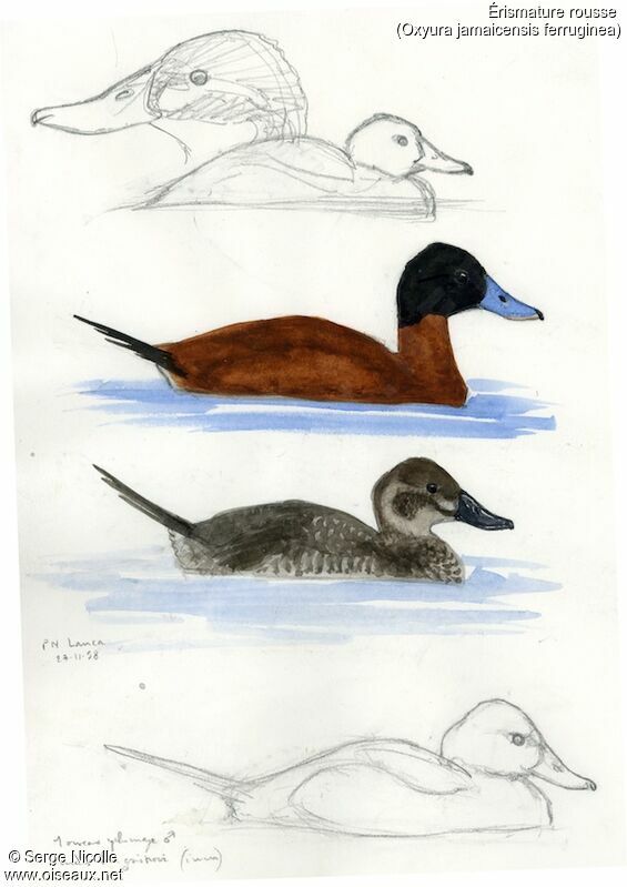 Ruddy Duck , identification