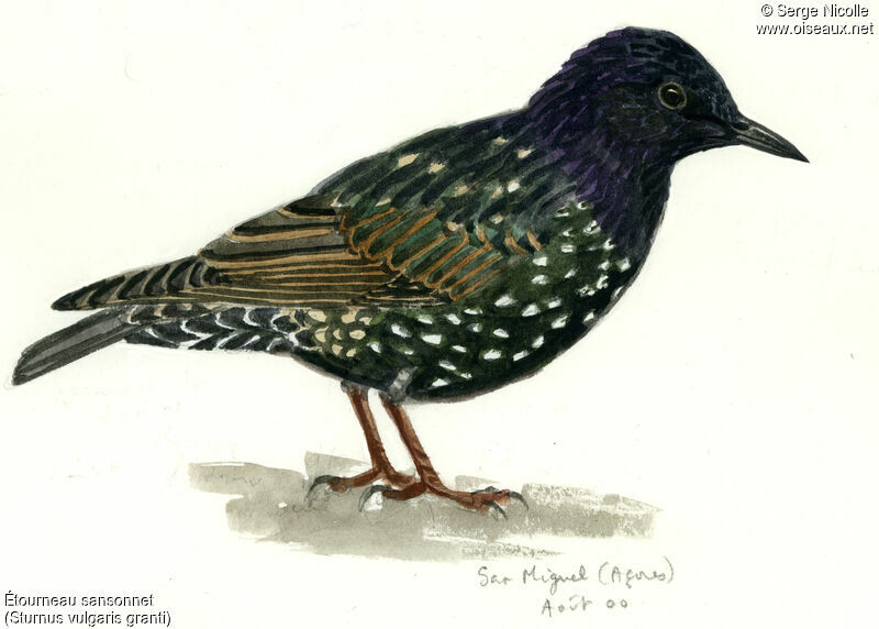 Common Starling, identification