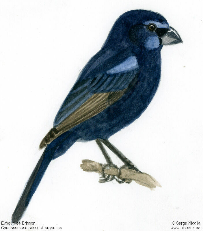 Ultramarine Grosbeak male, identification