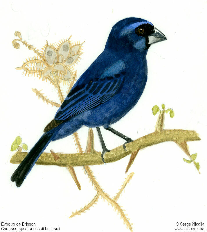 Ultramarine Grosbeak male, identification