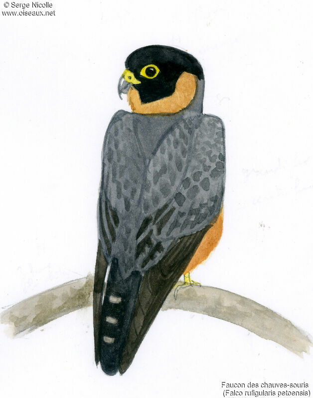 Bat Falcon, identification