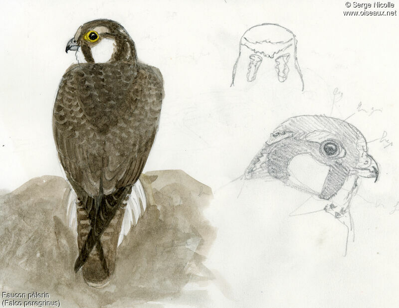 Peregrine Falconimmature, identification