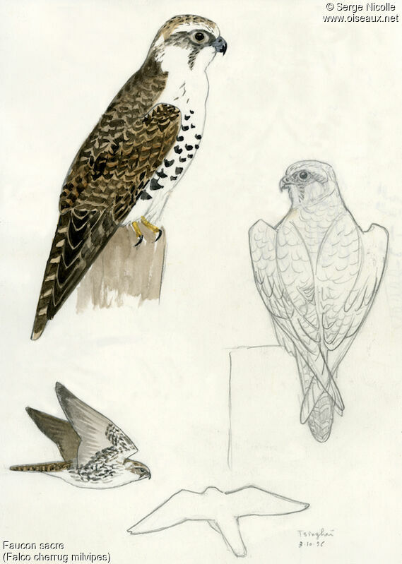 Saker Falcon, identification