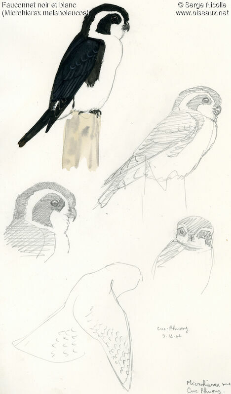 Pied Falconet, identification