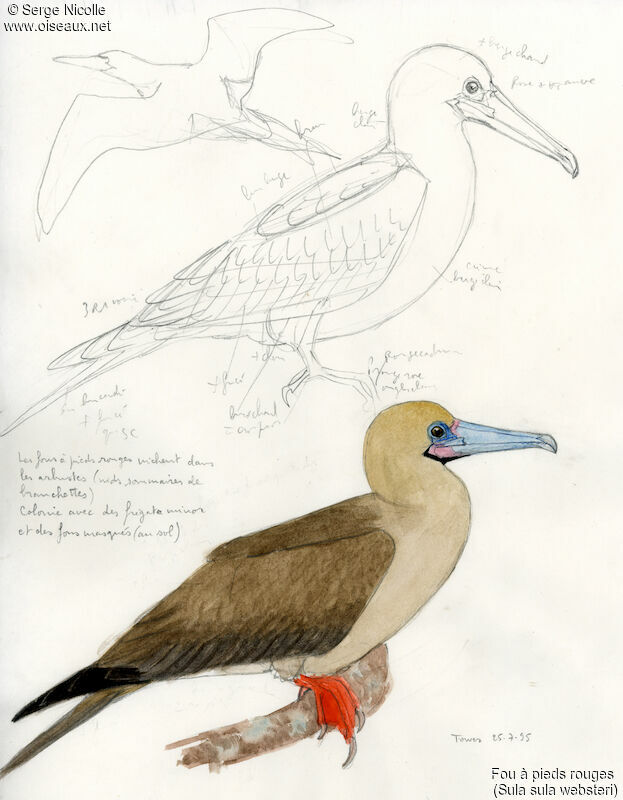 Red-footed Booby, identification