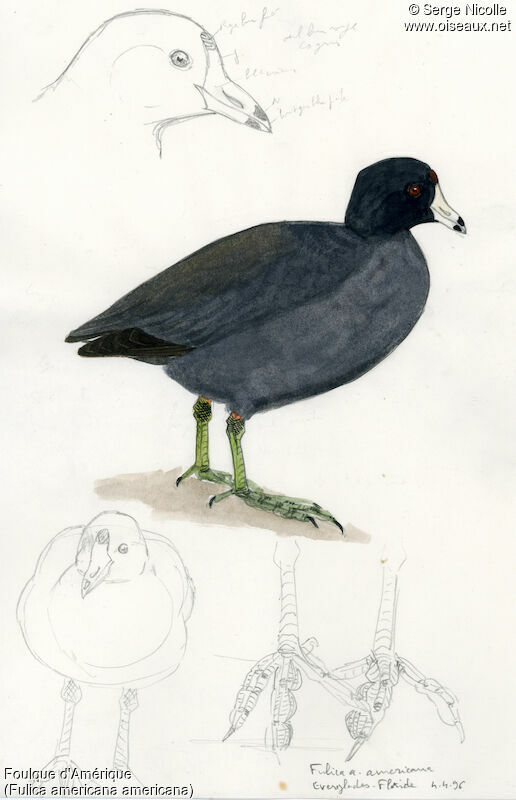 American Coot, identification